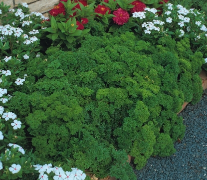 Picture of Extra Triple Curled Parsley